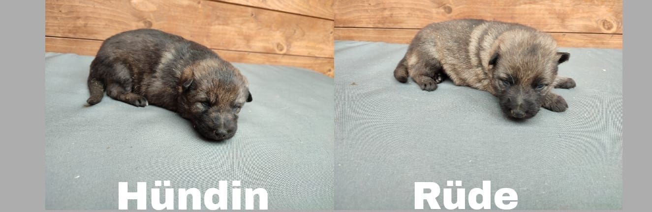 DSH Welpen aus Kör und Leistungszucht