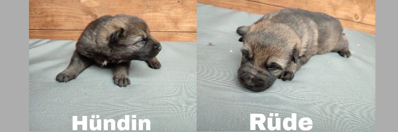 DSH Welpen aus Kör und Leistungszucht