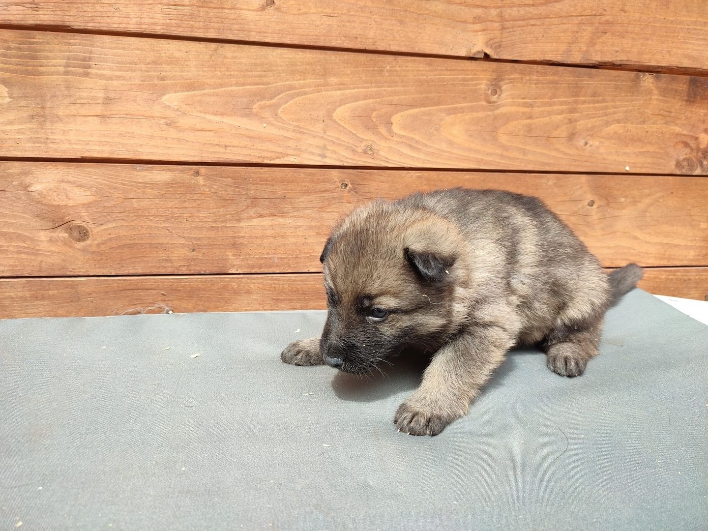DSH Welpen aus Kör und Leistungszucht