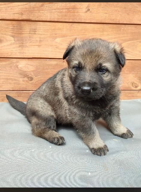 DSH Welpen aus Kör und Leistungszucht