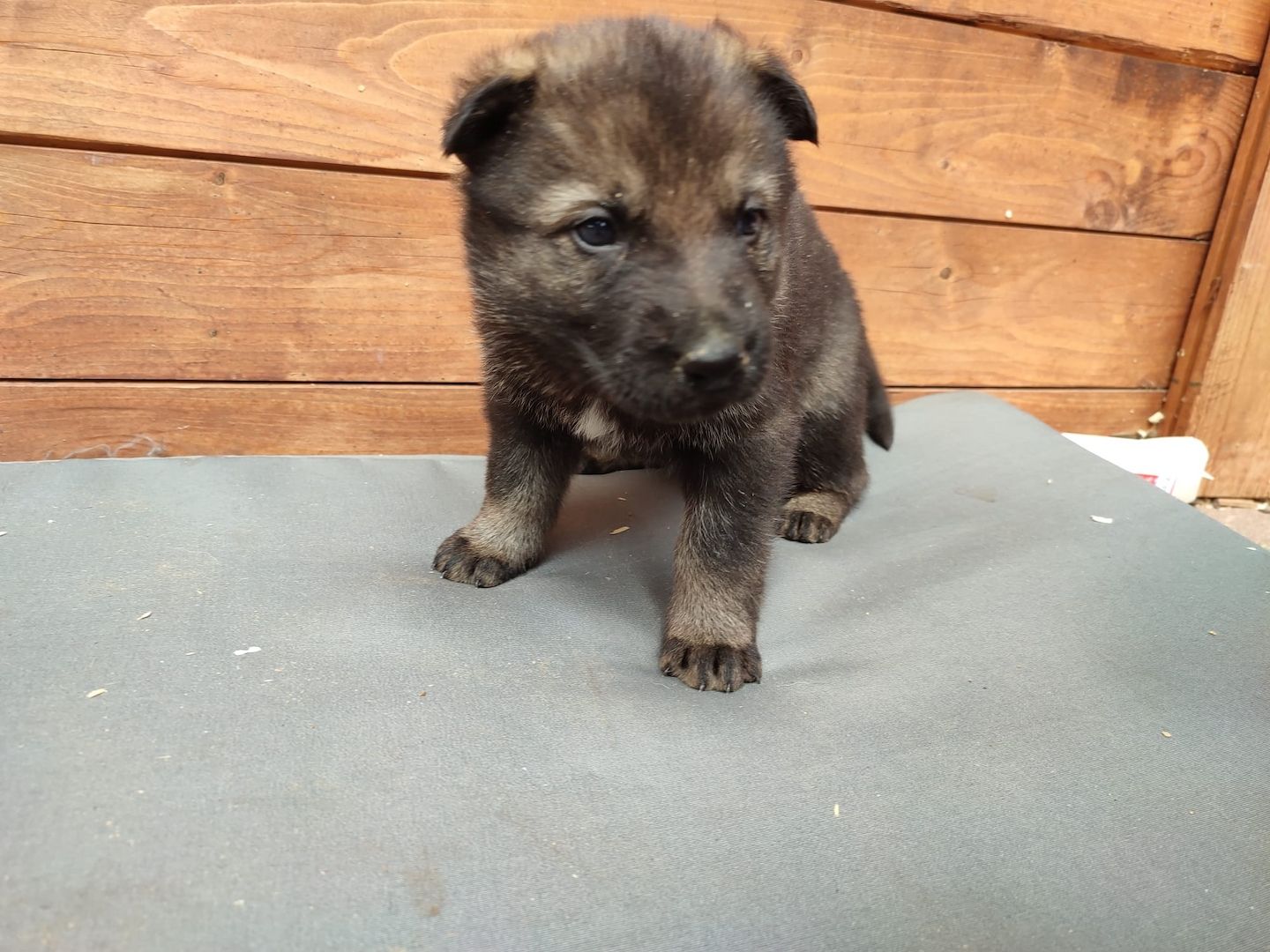 DSH Welpen aus Kör und Leistungszucht