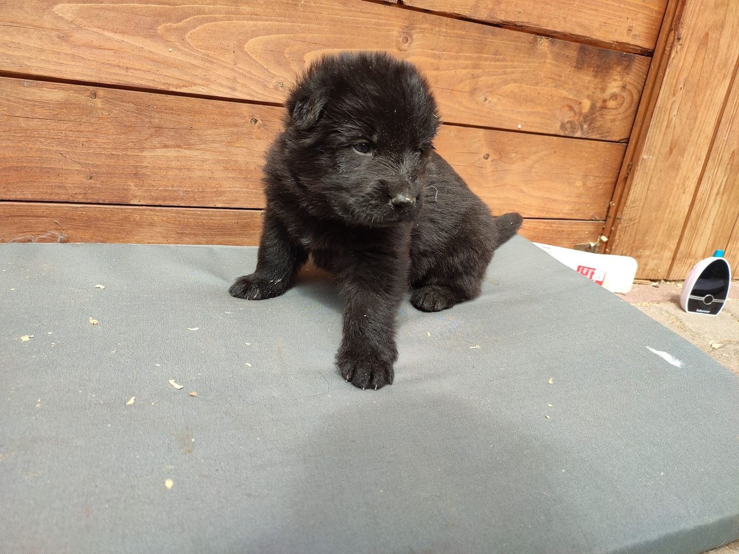 DSH Welpen aus Kör und Leistungszucht