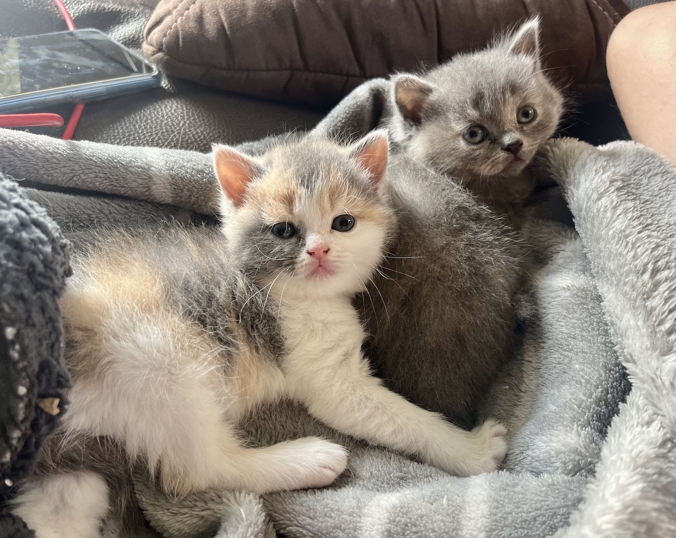 Britisch Kitten BKH/ BLH Tortie Point, red