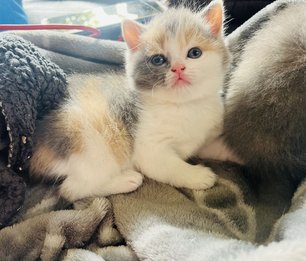 Britisch Kitten BKH/ BLH Tortie Point, red