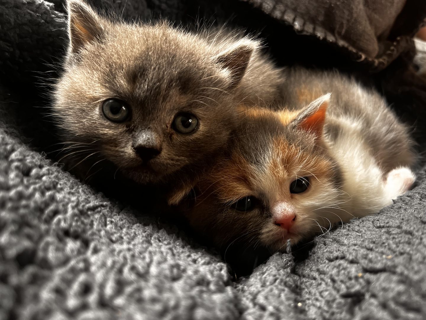 Britisch Kitten BKH/ BLH Tortie Point, red