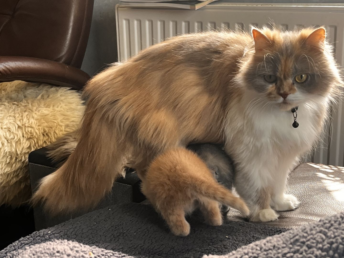 Britisch Kitten BKH/ BLH Tortie Point, red