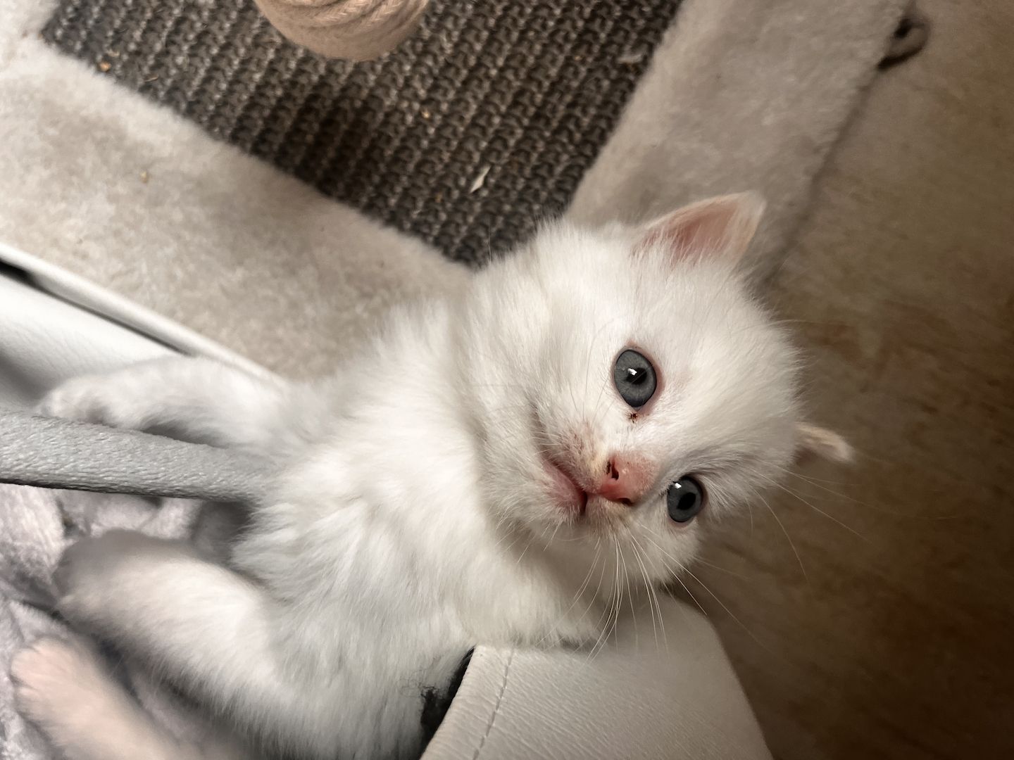 Britisch Kitten BKH/ BLH Tortie Point, red