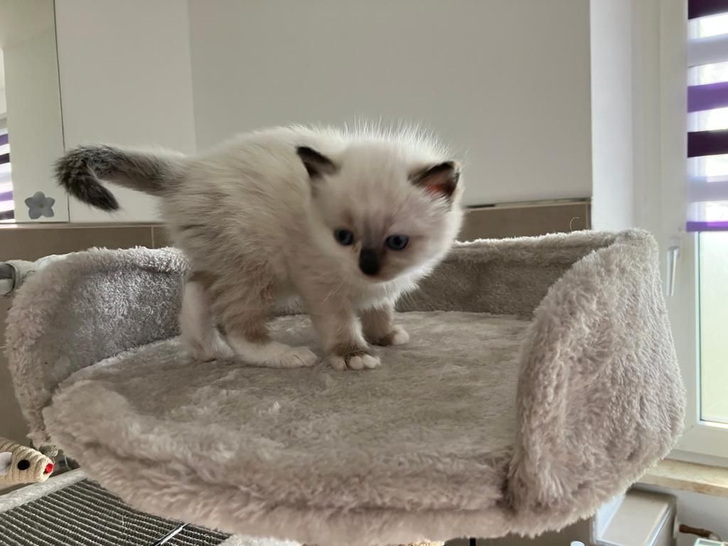 Britisch Kitten BKH/ BLH Tortie Point, red