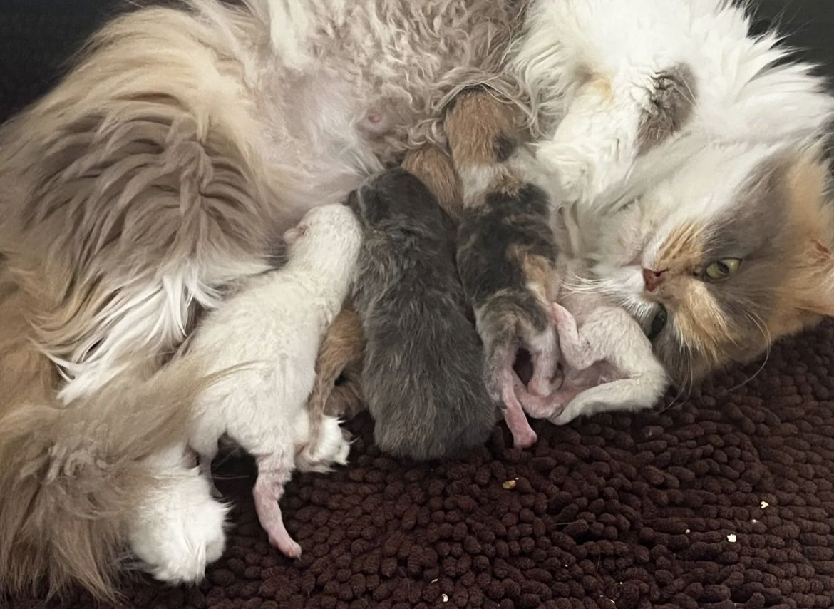 Britisch Kitten BKH/ BLH Tortie Point, red