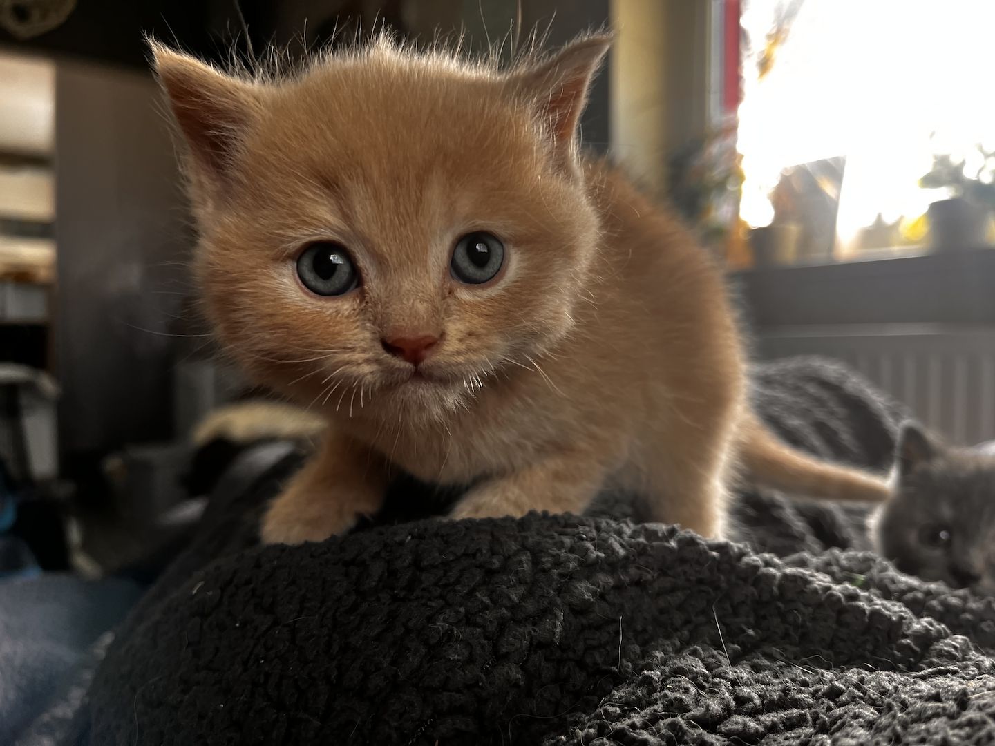 Britisch Kitten BKH/ BLH Tortie Point, red