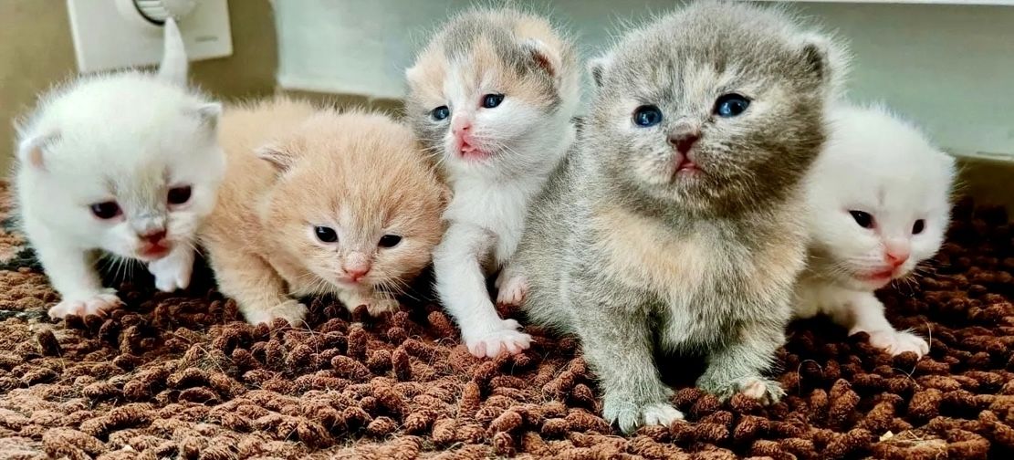 Britisch Kitten BKH/ BLH Tortie Point, red