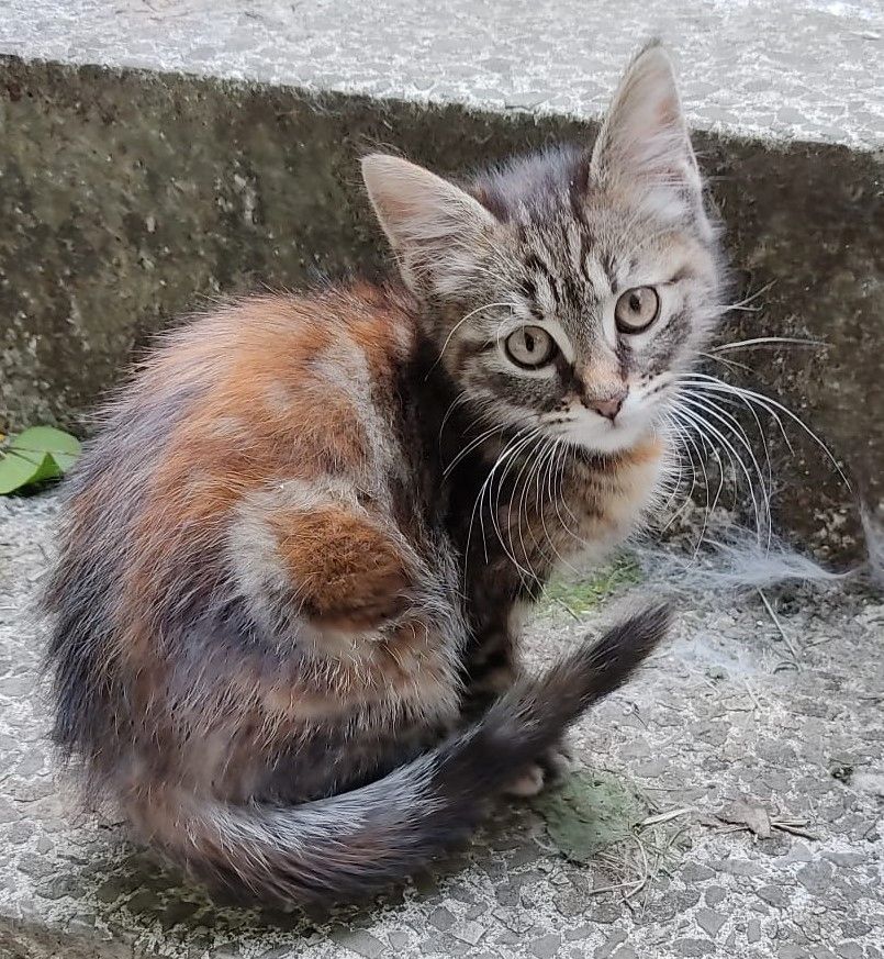 Zwei wunderschöne Maine Coon Mix Mädchen