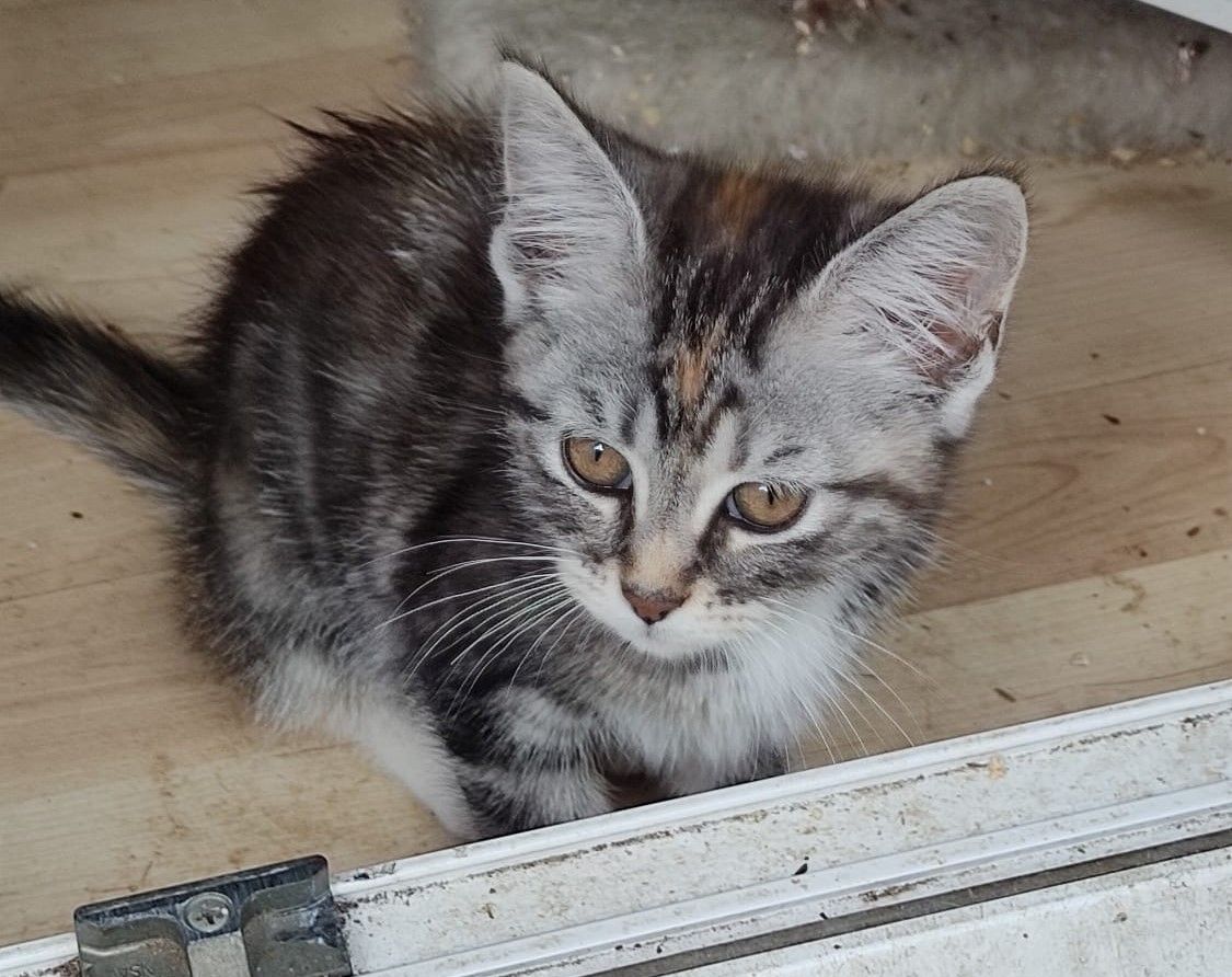 Zwei wunderschöne Maine Coon Mix Mädchen