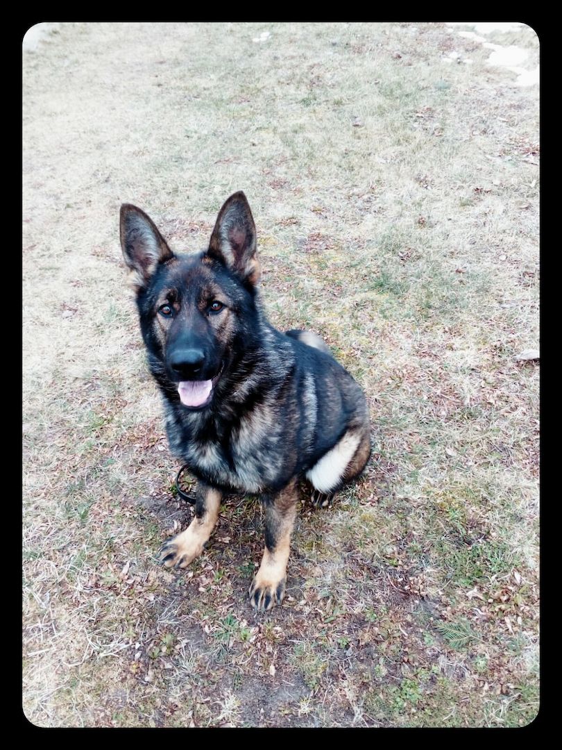 Verk reinrassige Deutsche Schäferhundwelpen Verk reinrassige Deutsche Schäferhundwelpen