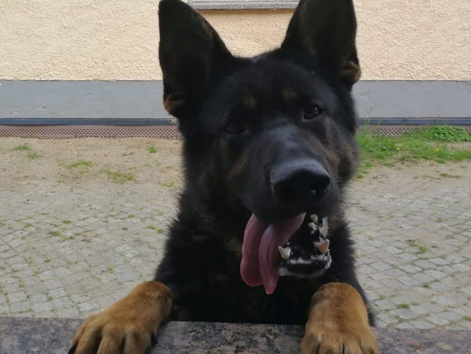 Verk reinrassige Deutsche Schäferhundwelpen Verk reinrassige Deutsche Schäferhundwelpen