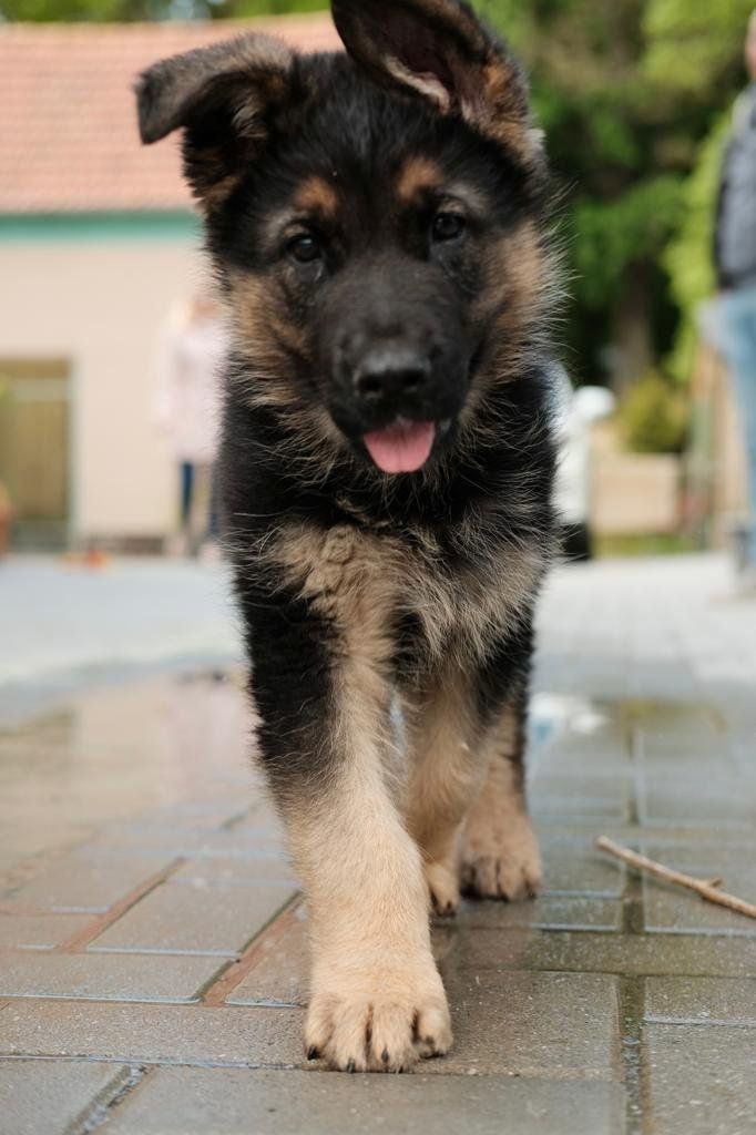 Verk reinrassige Deutsche Schäferhundwelpen Verk reinrassige Deutsche Schäferhundwelpen