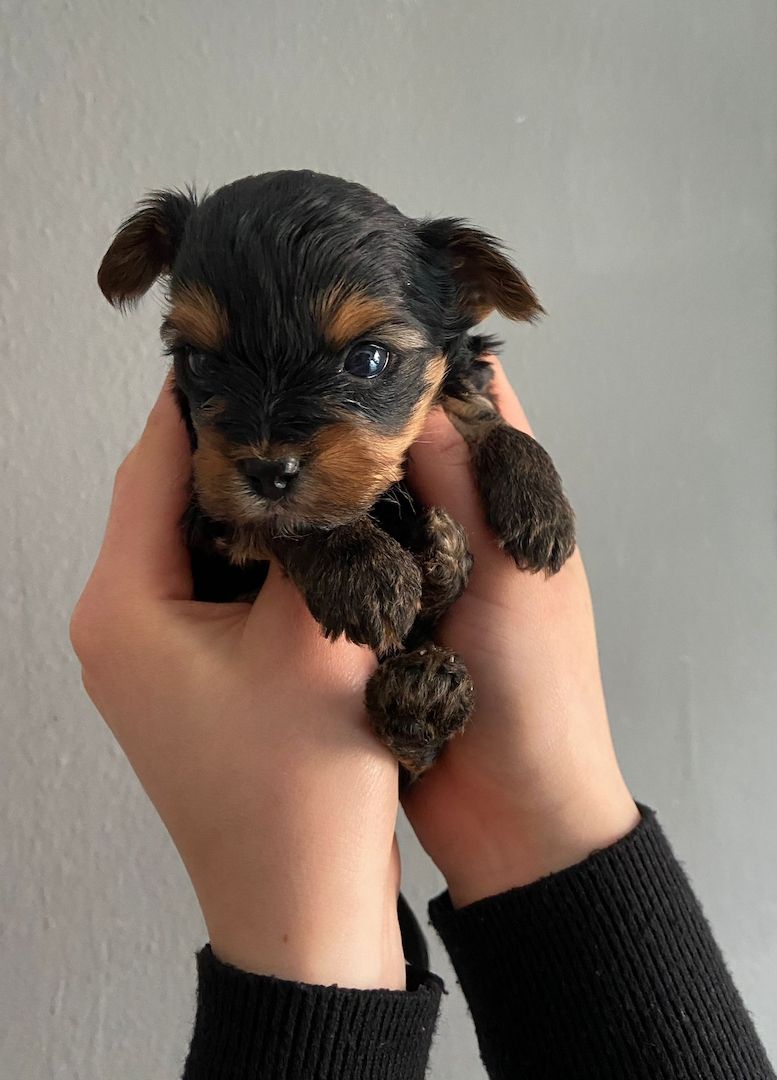 Traumhafte Yorkshire Terrier Mini Welpen zur Reservierung