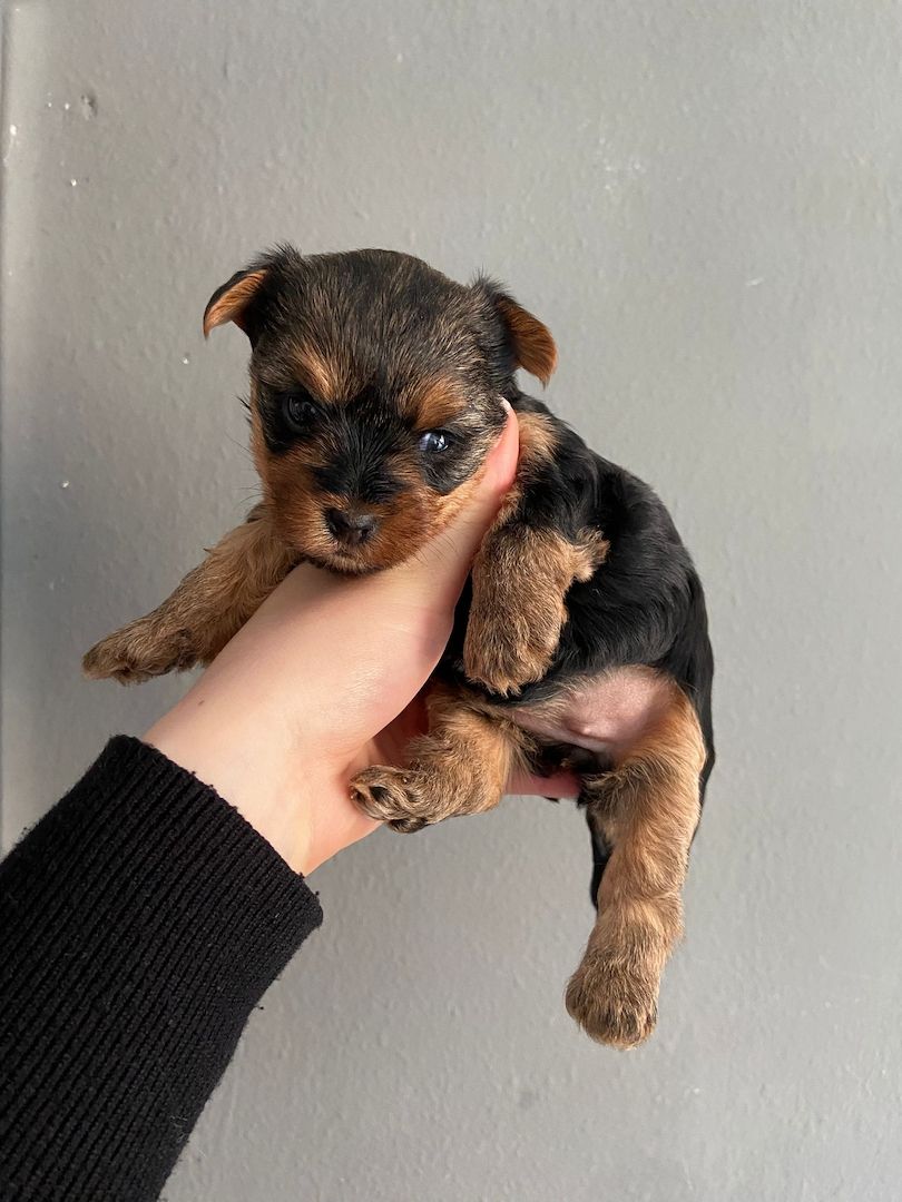 Traumhafte Yorkshire Terrier Mini Welpen zur Reservierung