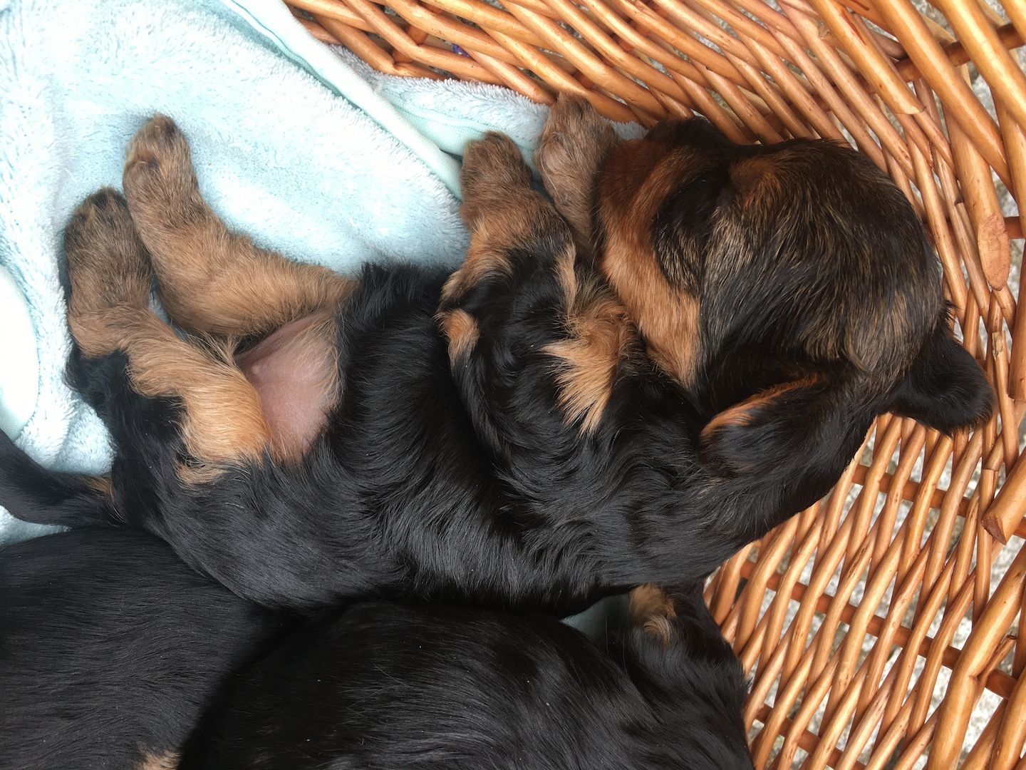 Traumhafte Yorkshire Terrier Mini Welpen zur Reservierung