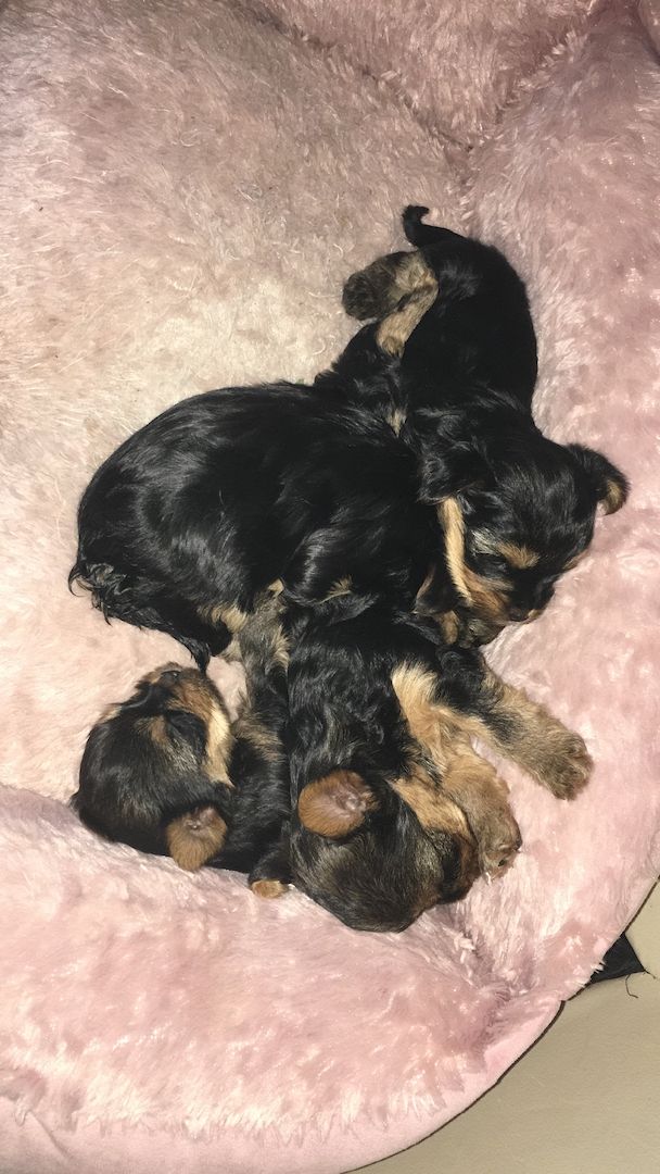 Traumhafte Yorkshire Terrier Mini Welpen zur Reservierung