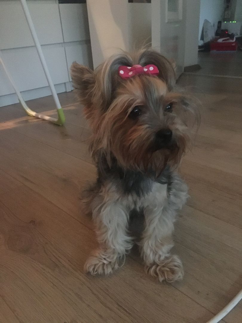 Traumhafte Yorkshire Terrier Mini Welpen zur Reservierung