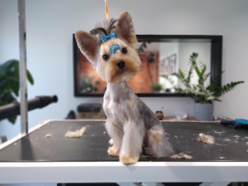 Traumhafte Yorkshire Terrier Mini Welpen zur Reservierung