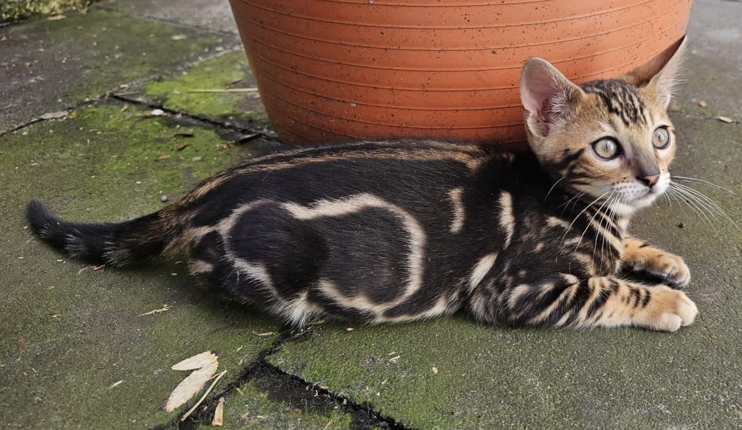 Wunderschöne Bengalkatzen abzugeben Wunderschöne Bengalkatzen abzugeben