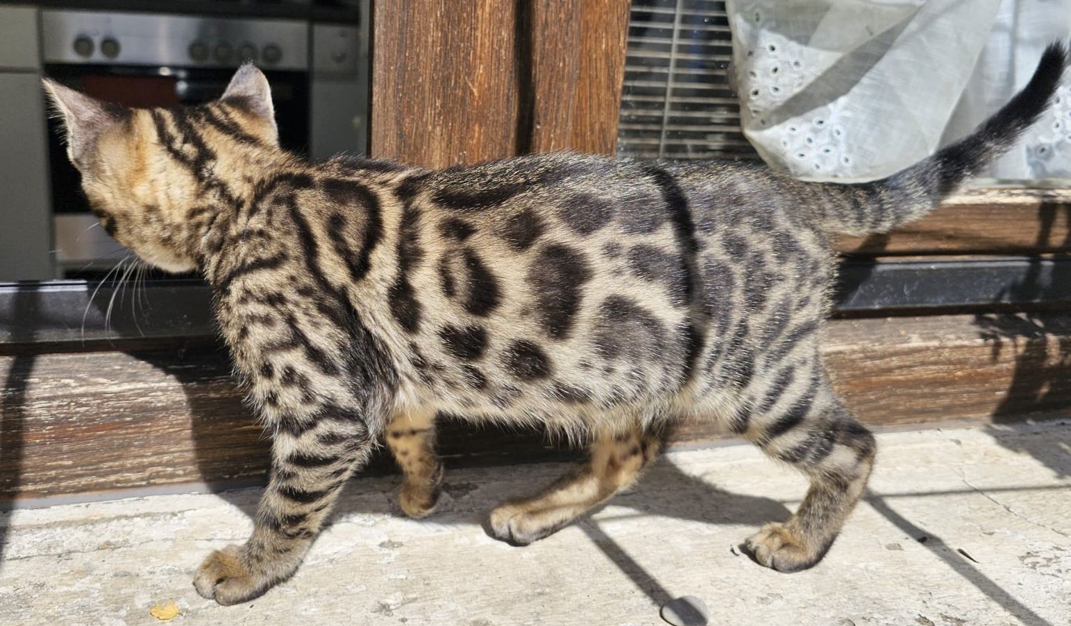 Wunderschöne Bengalkatzen abzugeben Wunderschöne Bengalkatzen abzugeben
