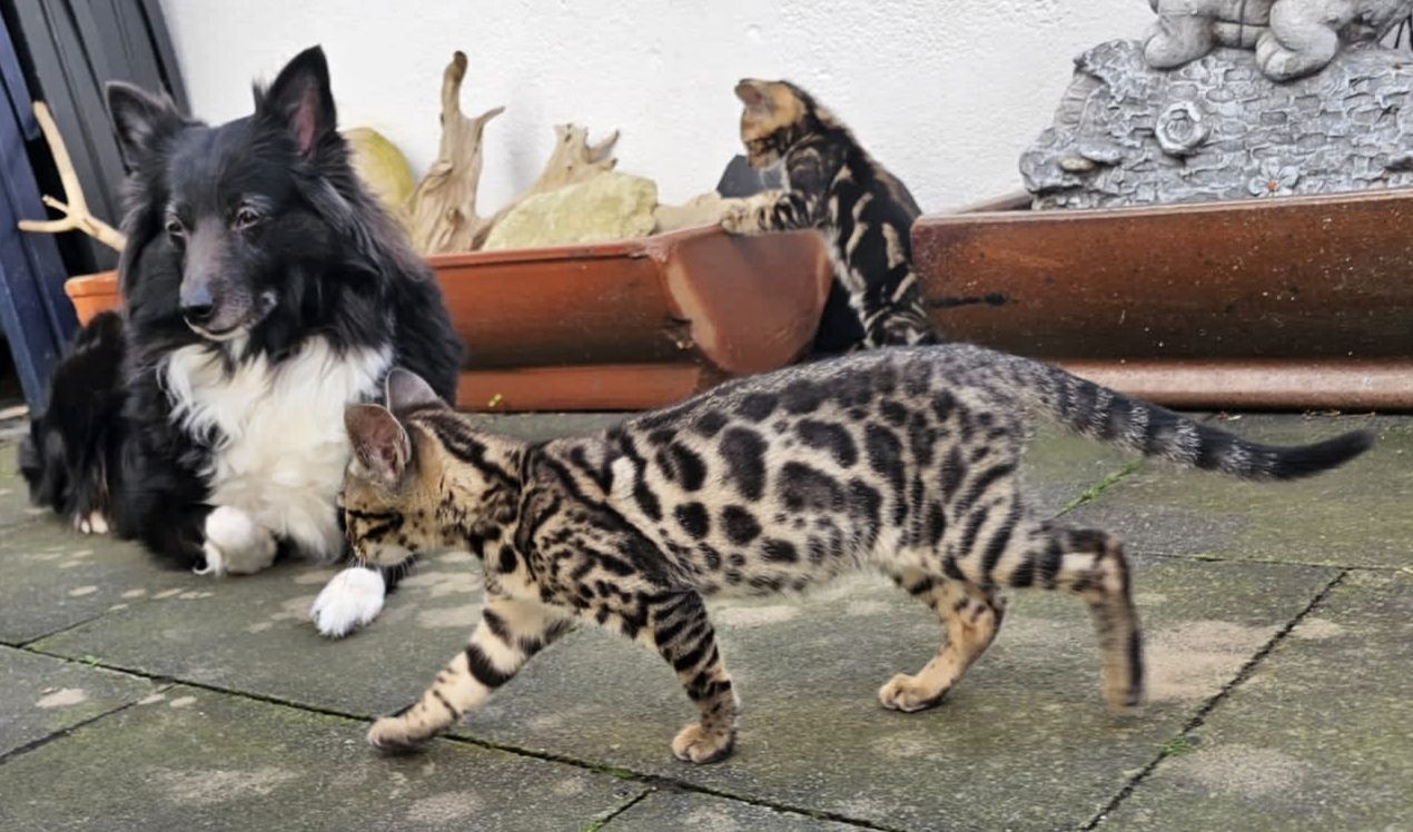 Wunderschöne Bengalkatzen abzugeben Wunderschöne Bengalkatzen abzugeben