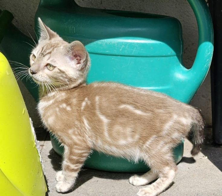 Wunderschöne Bengalkatzen abzugeben Wunderschöne Bengalkatzen abzugeben