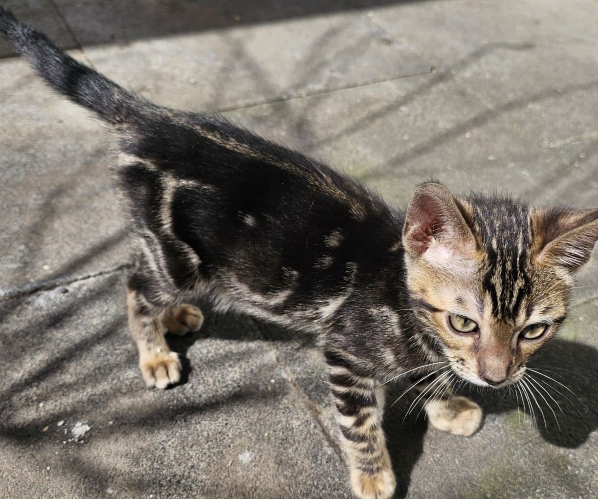 Wunderschöne Bengalkatzen abzugeben Wunderschöne Bengalkatzen abzugeben