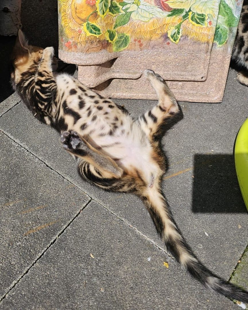 Wunderschöne Bengalkatzen abzugeben Wunderschöne Bengalkatzen abzugeben