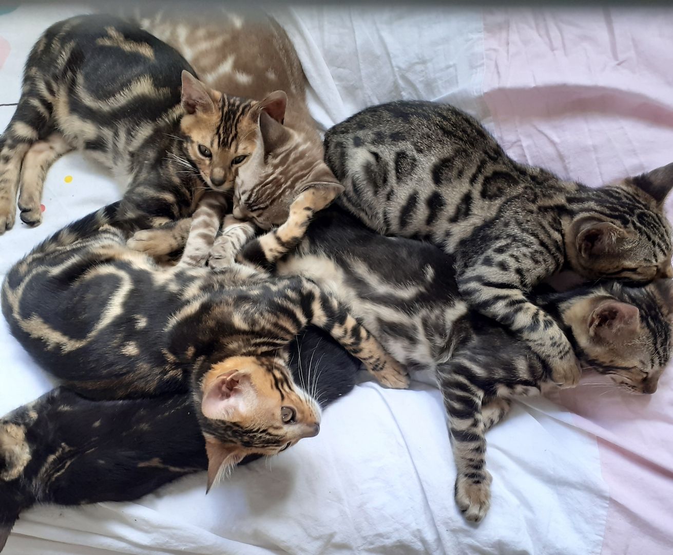 Wunderschöne Bengalkatzen abzugeben Wunderschöne Bengalkatzen abzugeben