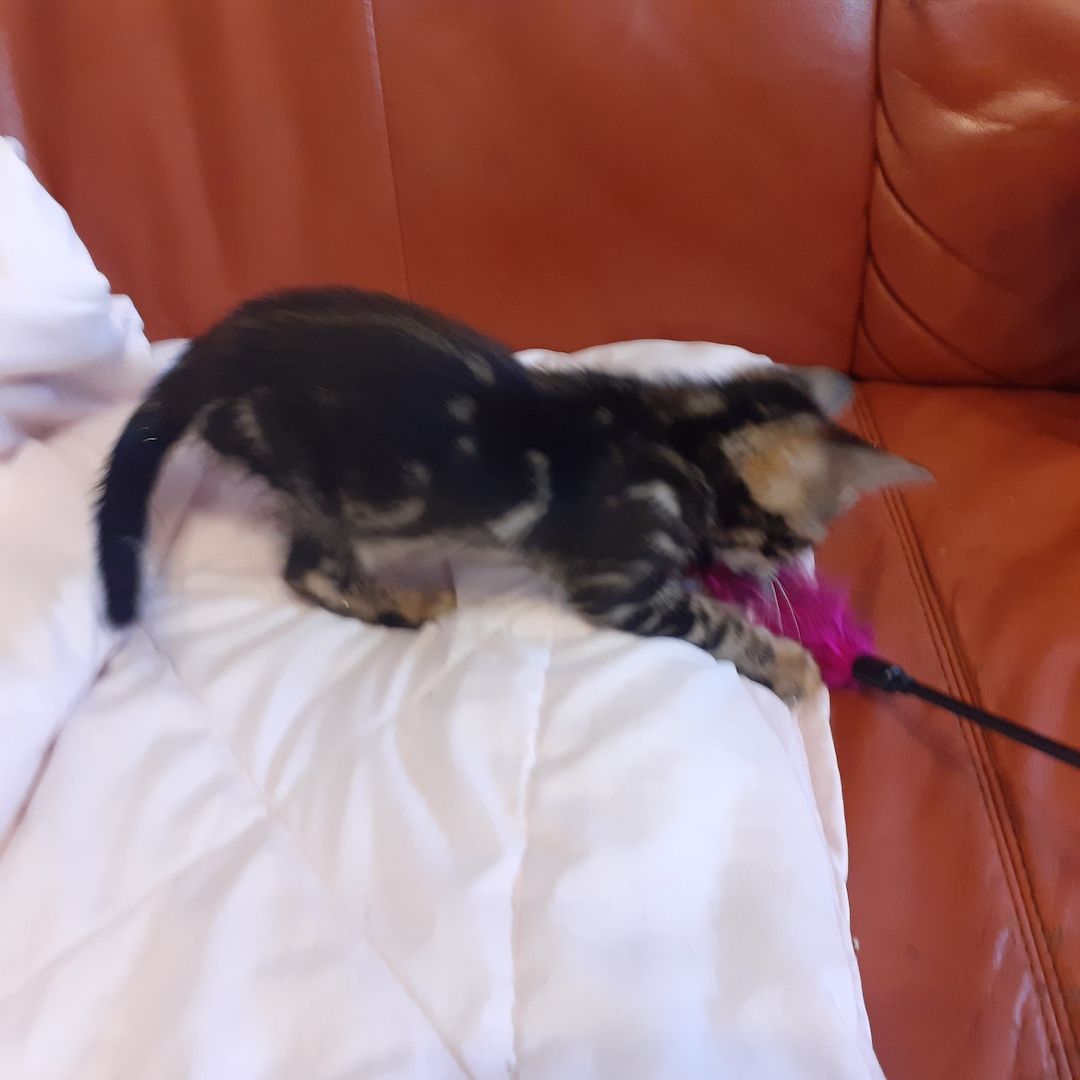 Wunderschöne Bengalkatzen abzugeben Wunderschöne Bengalkatzen abzugeben