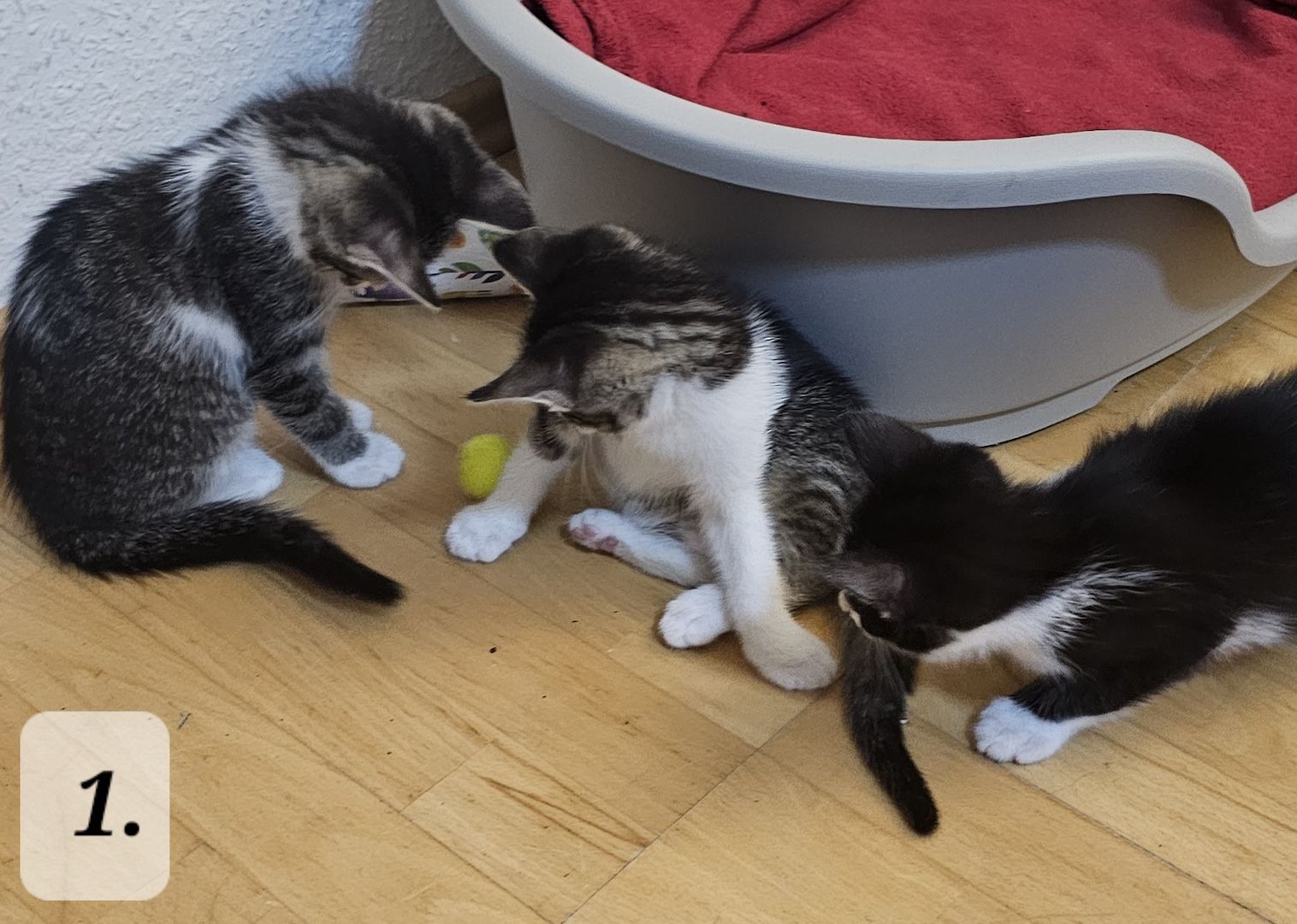 Katzenbabys abzugeben