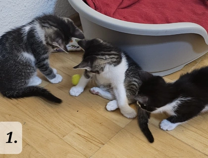 Katzenbabys abzugeben