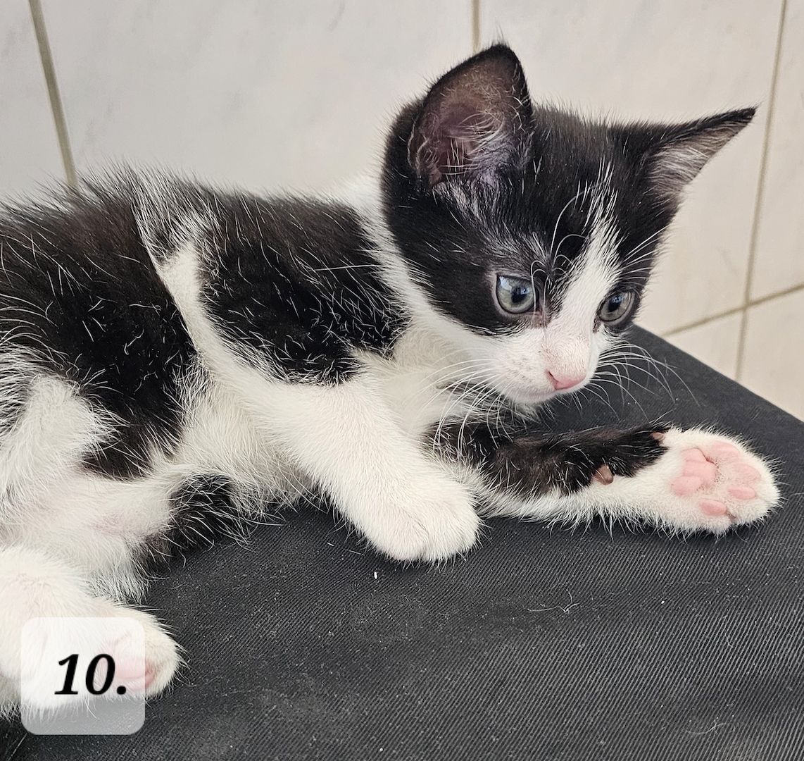 Katzenbabys abzugeben