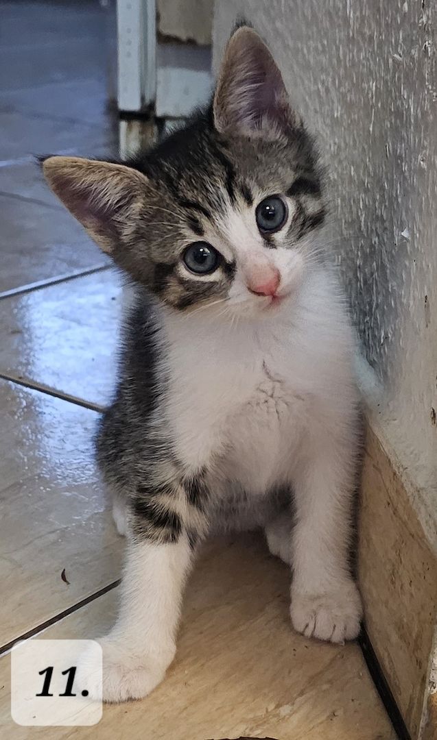 Katzenbabys abzugeben