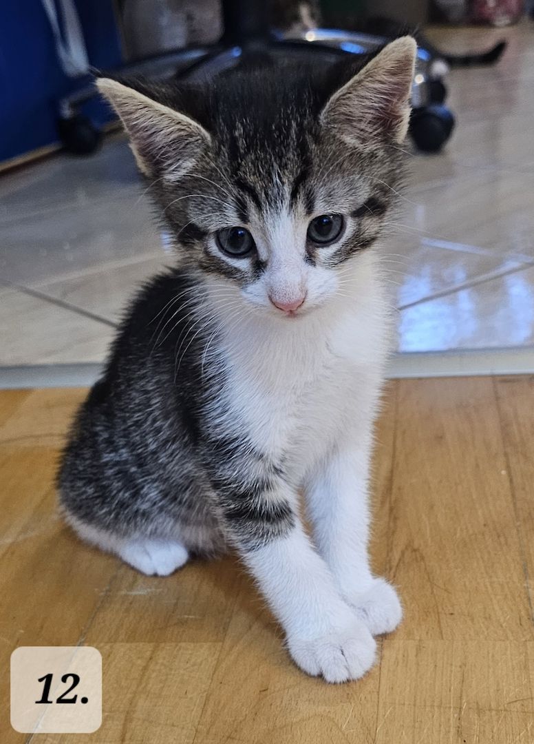 Katzenbabys abzugeben