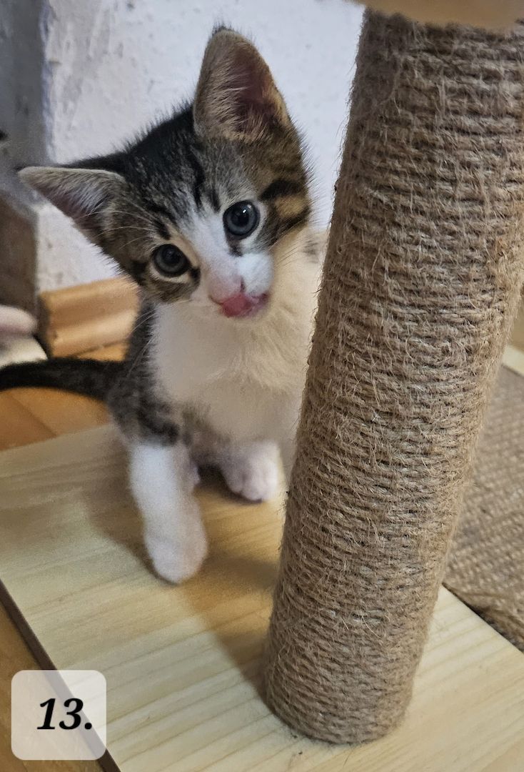 Katzenbabys abzugeben