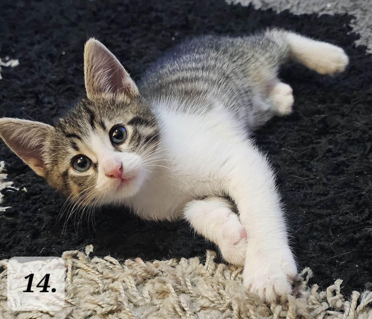 Katzenbabys abzugeben