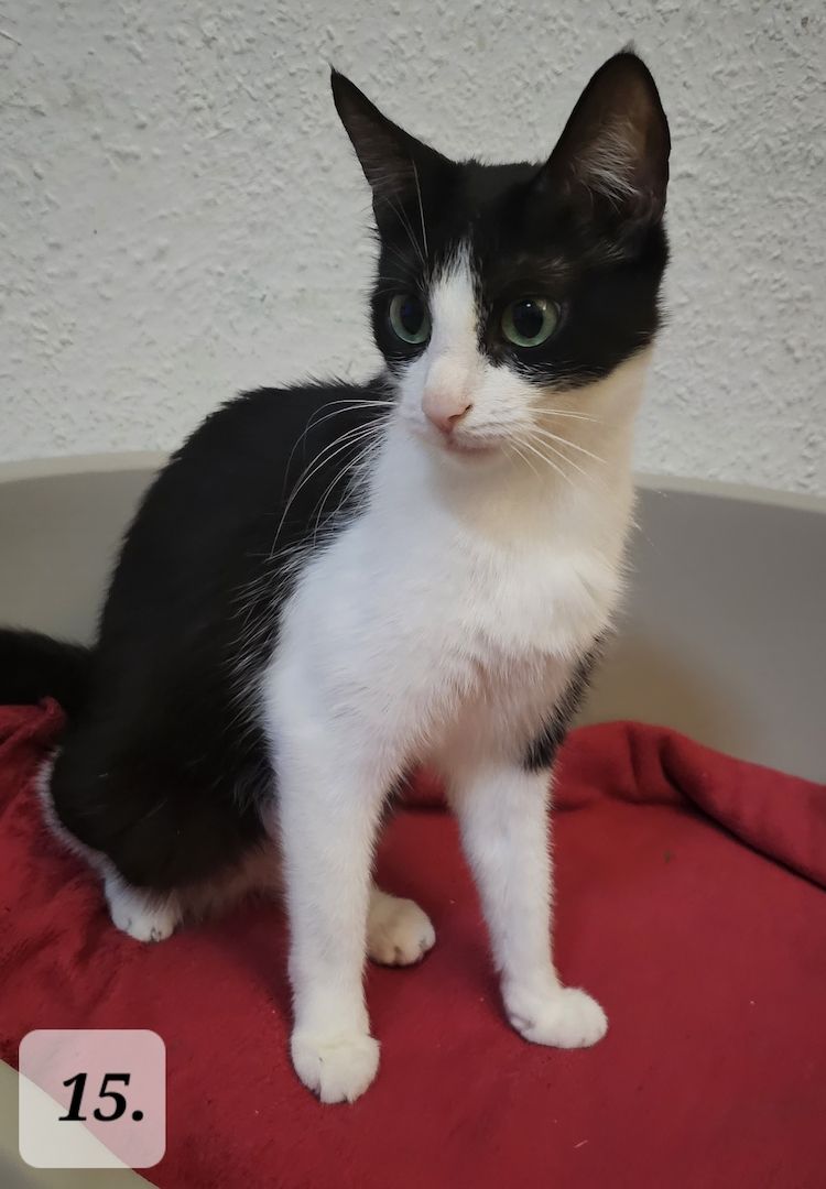 Katzenbabys abzugeben