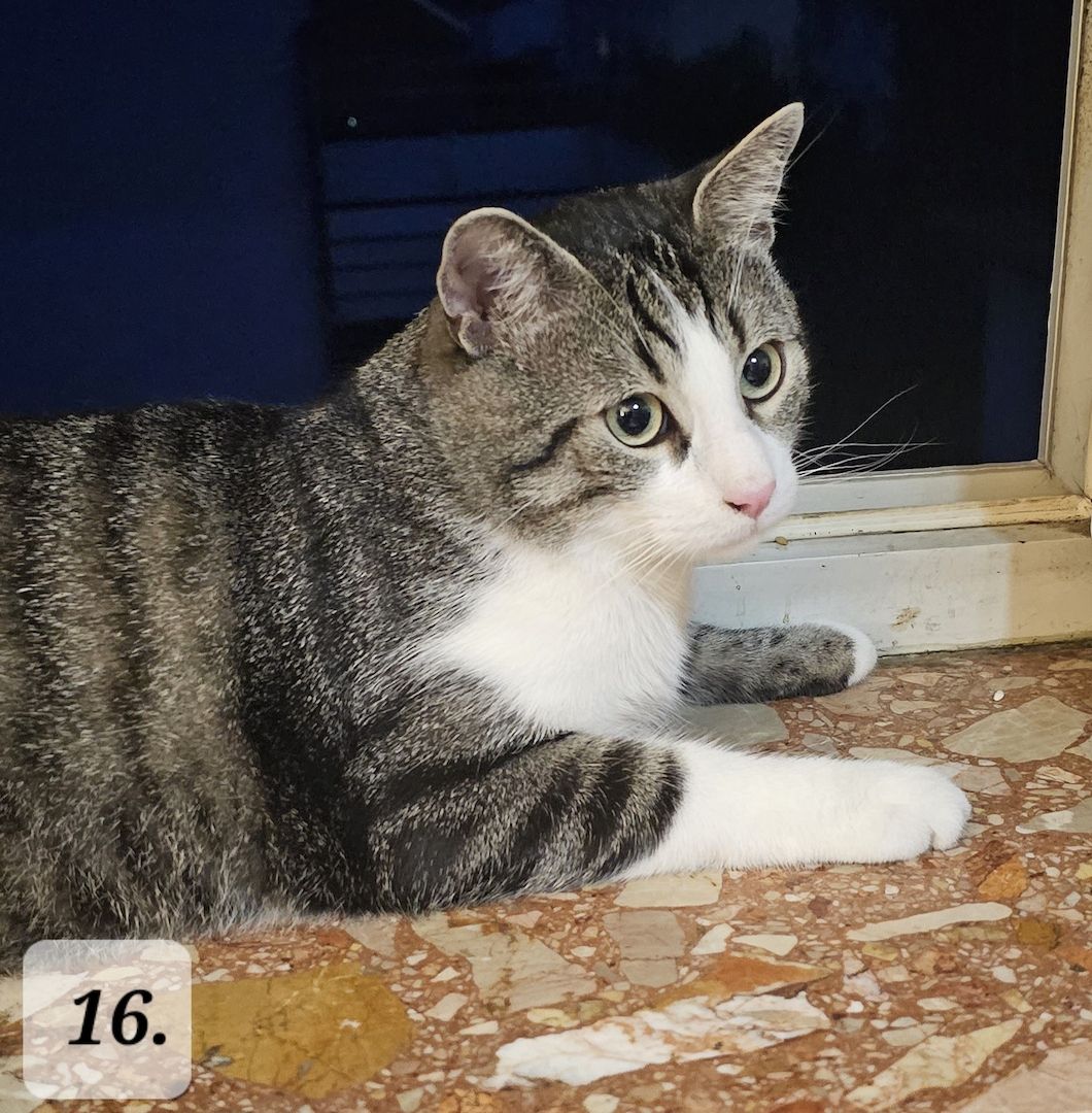 Katzenbabys abzugeben