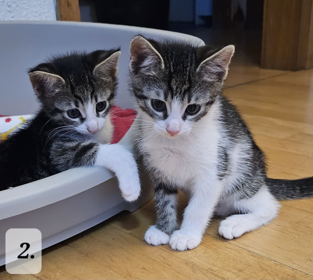 Katzenbabys abzugeben