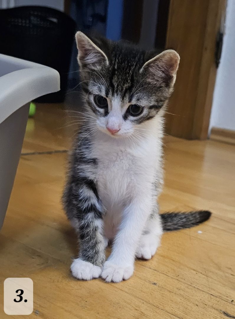 Katzenbabys abzugeben