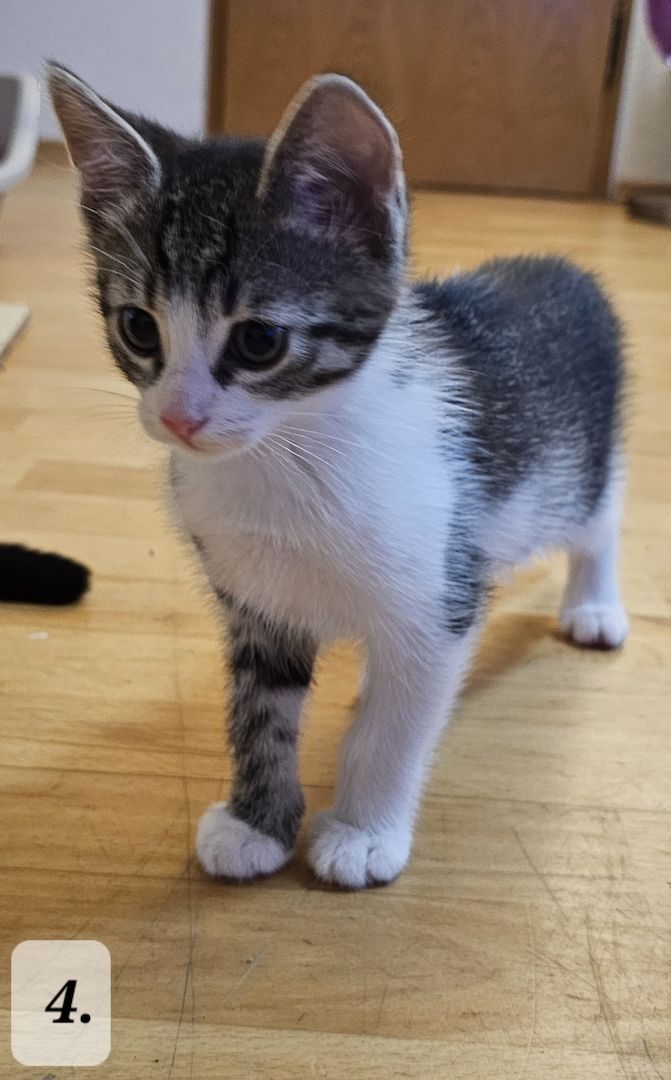 Katzenbabys abzugeben