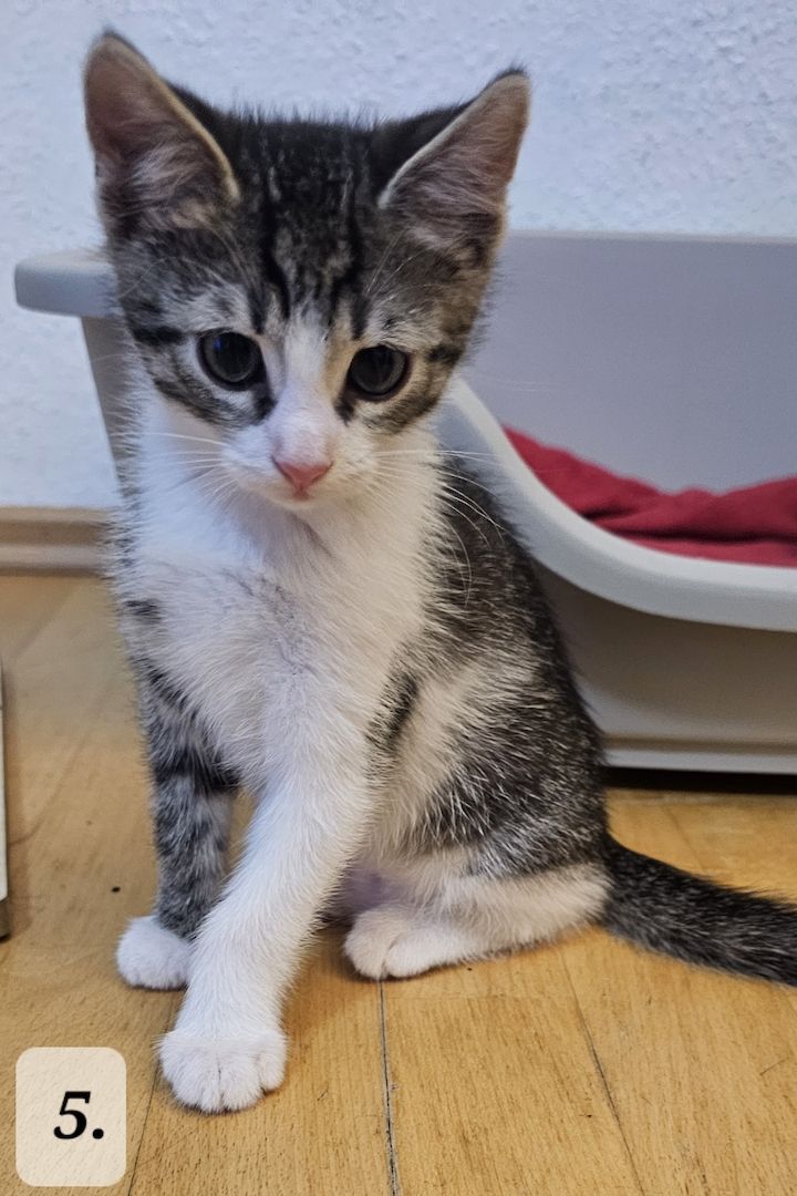 Katzenbabys abzugeben