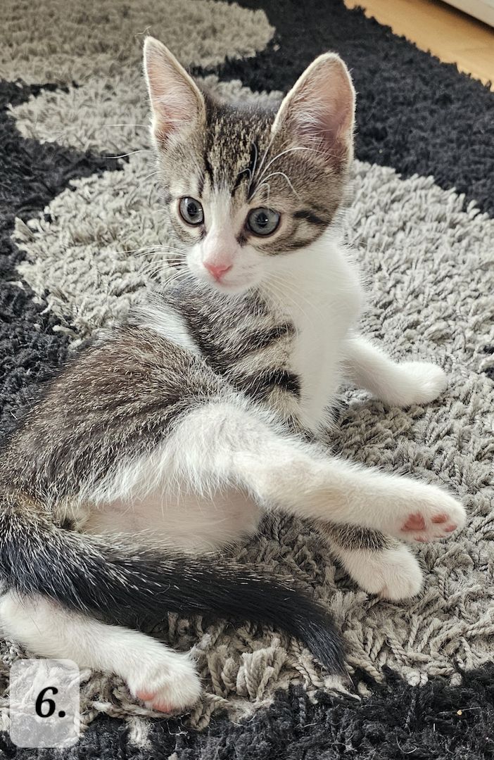 Katzenbabys abzugeben