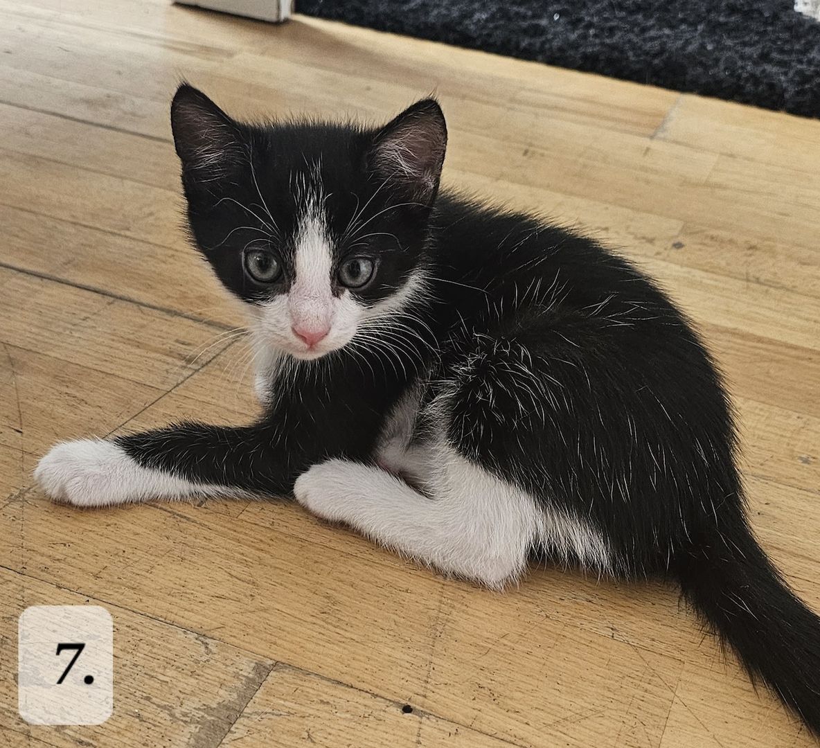 Katzenbabys abzugeben