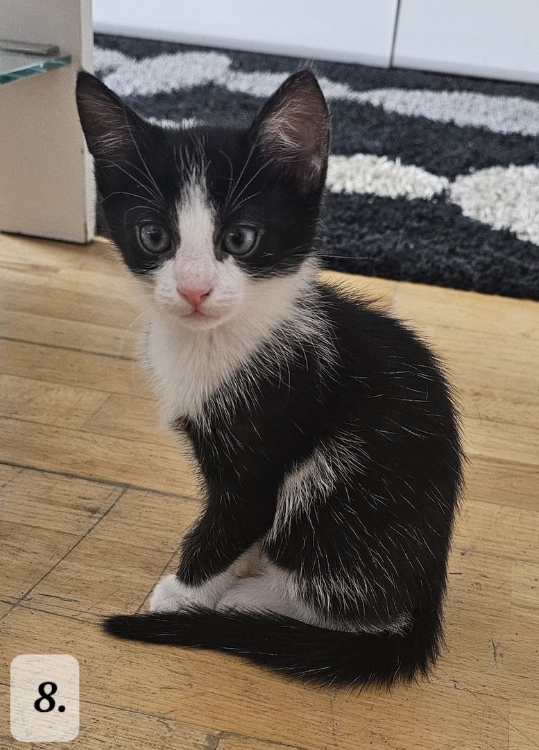 Katzenbabys abzugeben